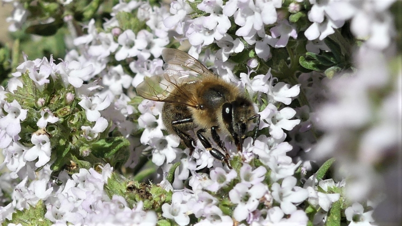 Photo Insectes