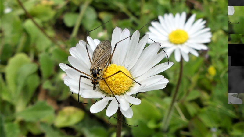 Photo Insectes