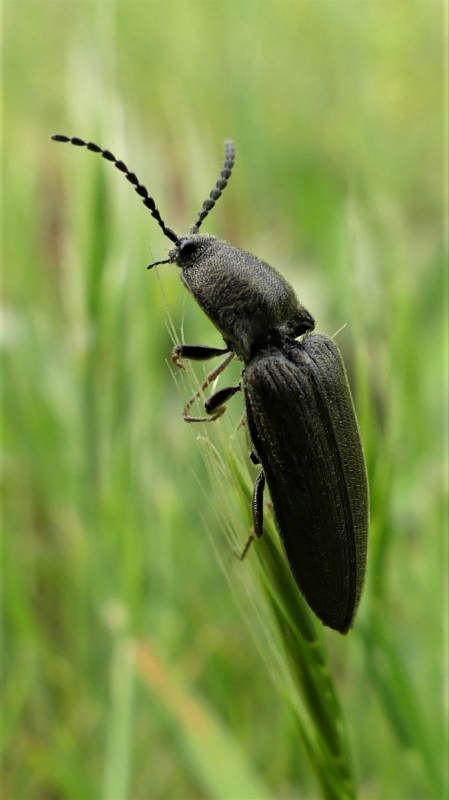 Photo Insectes