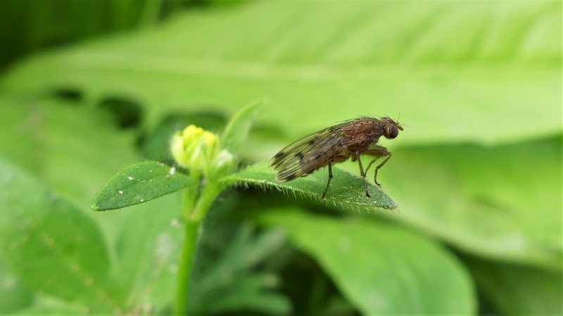 Photo Insectes