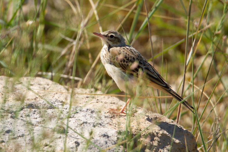 Oiseaux Pipit rousseline