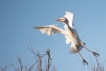 Oiseaux Héron garde-boeufs (Bubulcus ibis)