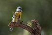 Oiseaux Mésange bleue (Cyanistes caeruleus)