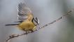 Oiseaux Mésange bleue (Cyanistes caeruleus)