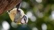 Oiseaux Mésange bleue (Cyanistes caeruleus)