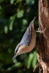 Oiseaux Sitelle torchepot