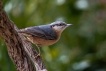 Oiseaux Sittelle torchepot (Sitta europaea)