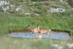 Mammifères Cerf élaphe