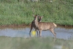 Mammifères Cerf élaphe