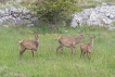 Mammifères Cerf élaphe