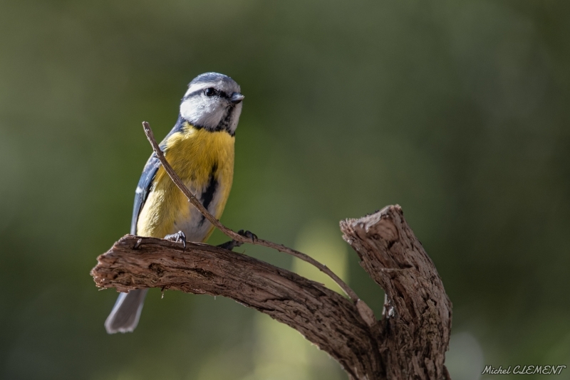 Photo Oiseaux Mésange bleue (Cyanistes caeruleus)