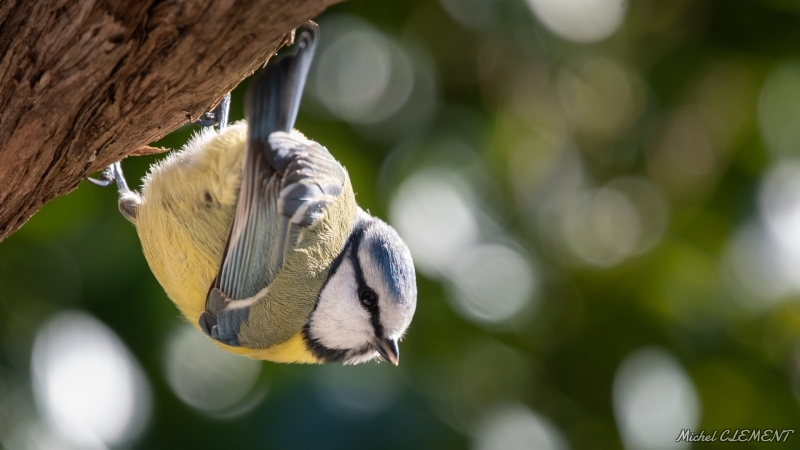 Photo Oiseaux Mésange bleue (Cyanistes caeruleus)