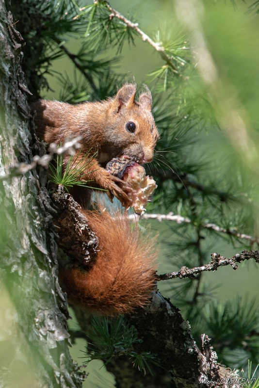 Photo Mammifères Ecureuil roux (Sciurus vulgaris)