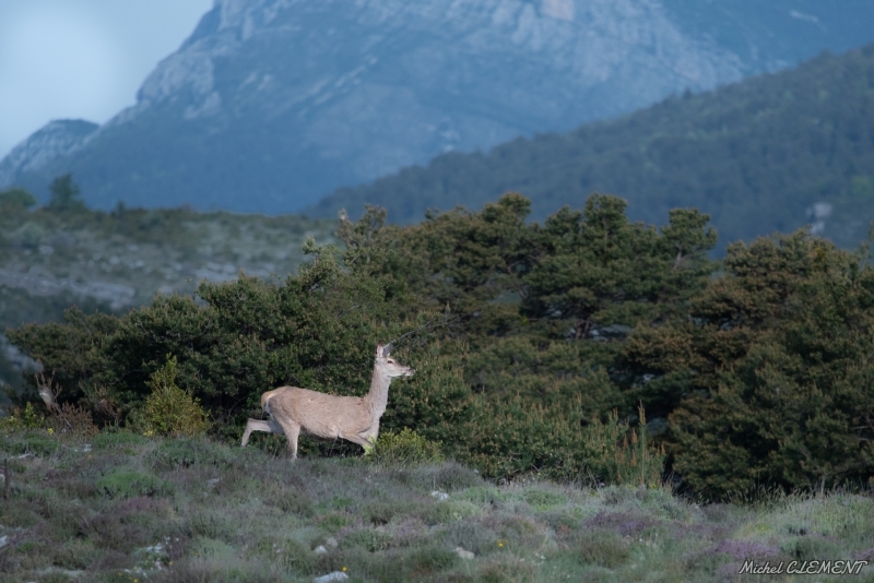 Photo Mammifères Cerf élaphe