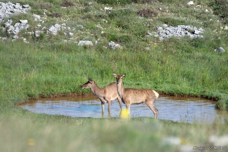 Photo Mammifères Cerf élaphe