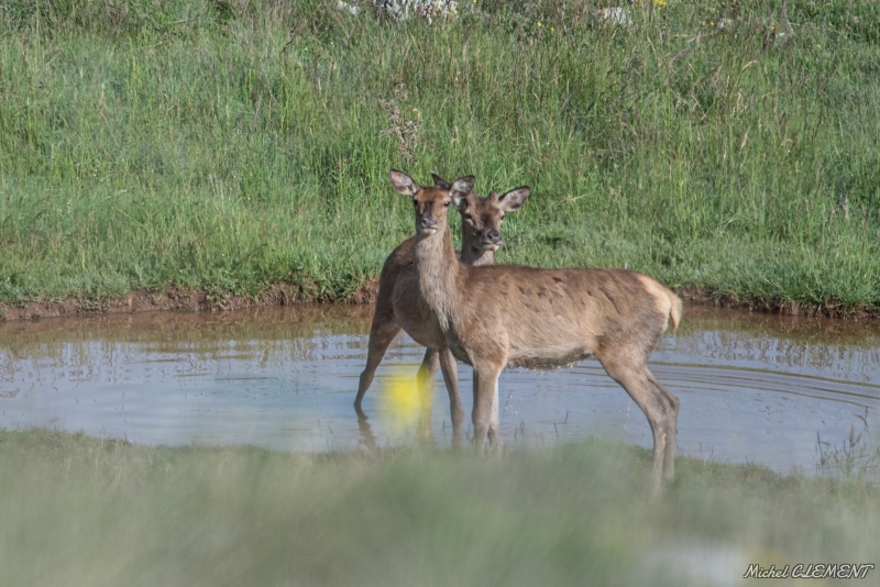 Photo Mammifères Cerf élaphe