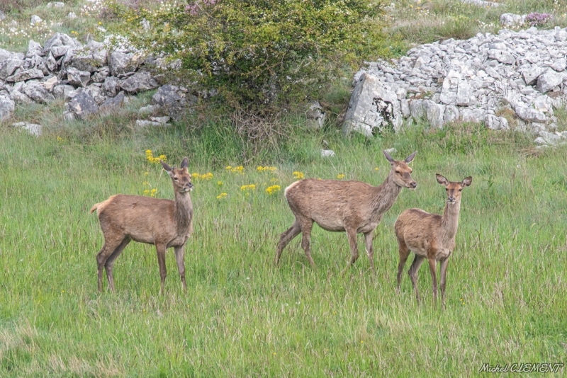 Photo Mammifères Cerf élaphe