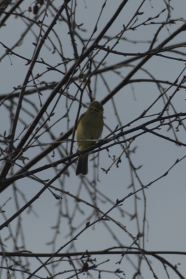 Identification Oiseaux