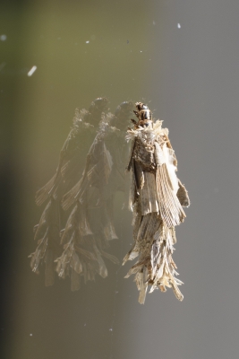 Identification Autre / Inconnu