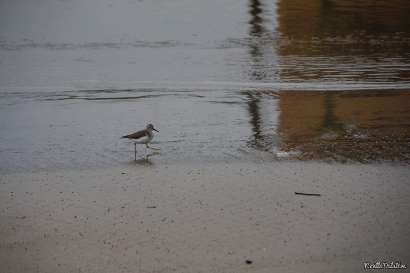 Oiseaux Chevalier grivelé