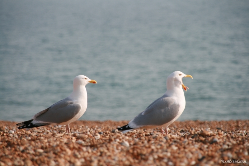 Photo Oiseaux