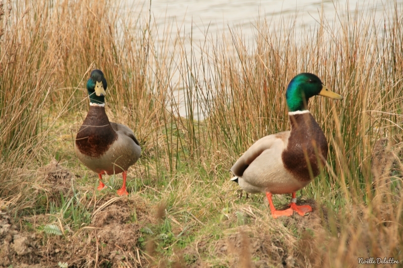 IMG_4901.JPG Canard colvert