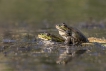 Amphibiens Grenouille verte \