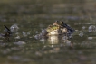 Amphibiens Grenouille verte \