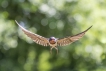 Oiseaux Hirondelle rustique (Hirundo rustica)