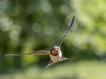Oiseaux Hirondelle rustique (Hirundo rustica)