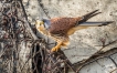Oiseaux Faucon crécerelle mâle (Falco tinnunculus)