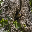 Oiseaux Etourneau sansonnet (Sturnus vulgaris)