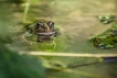 Amphibiens Grenouille verte \