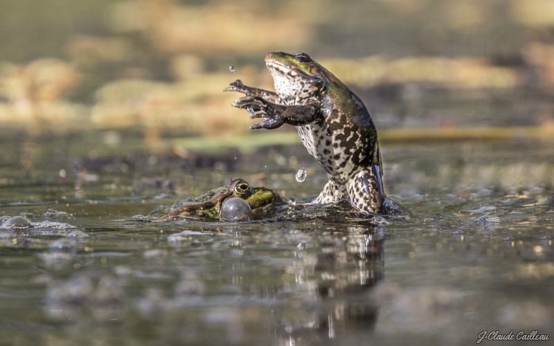 Photo Amphibiens Grenouille verte 