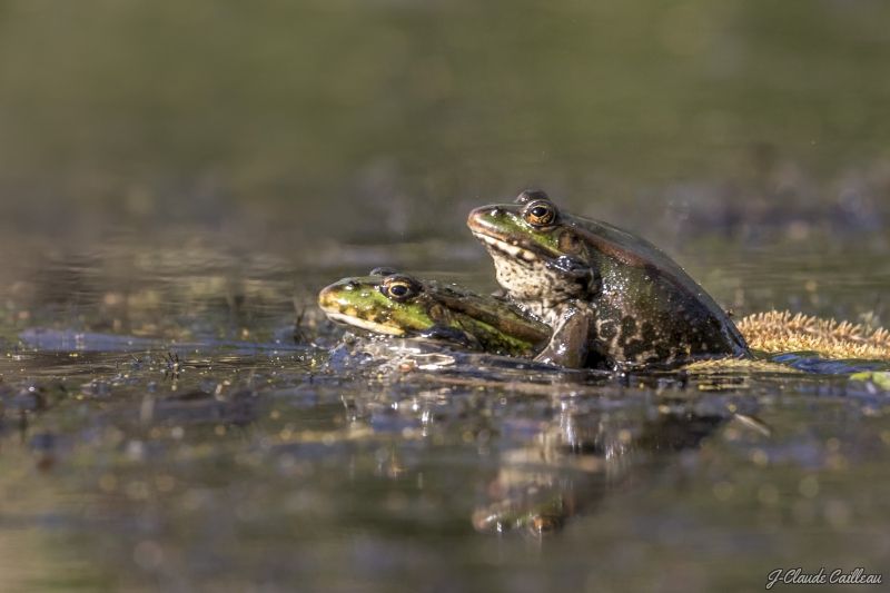 Photo Amphibiens Grenouille verte 