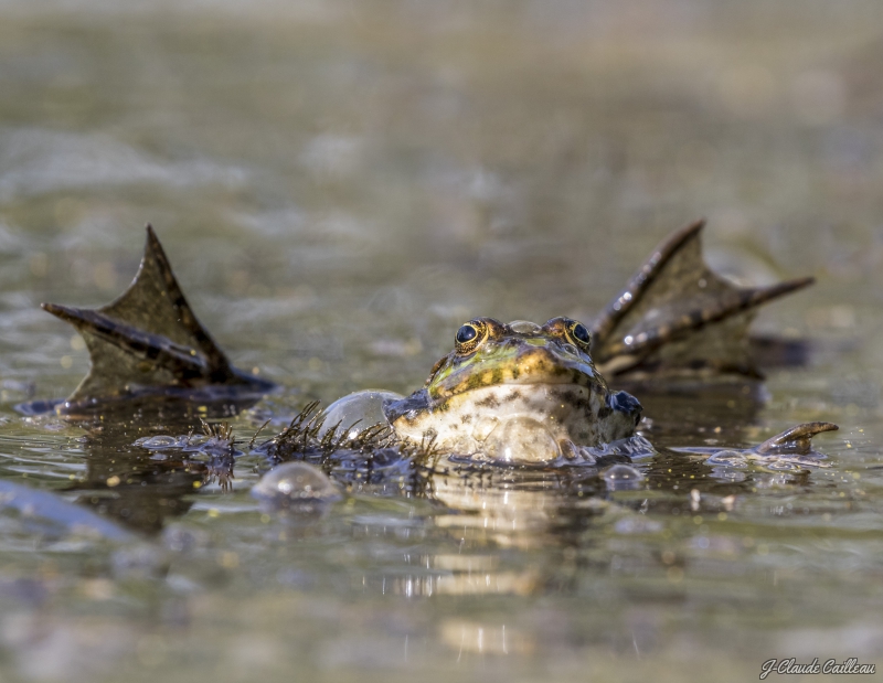 Photo Amphibiens Grenouille verte 