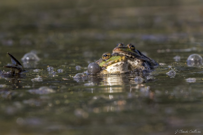 Photo Amphibiens Grenouille verte 