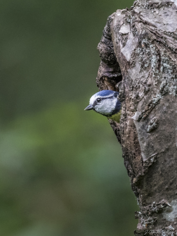 Photo Oiseaux Mésange bleue (Cyanistes caeruleus)