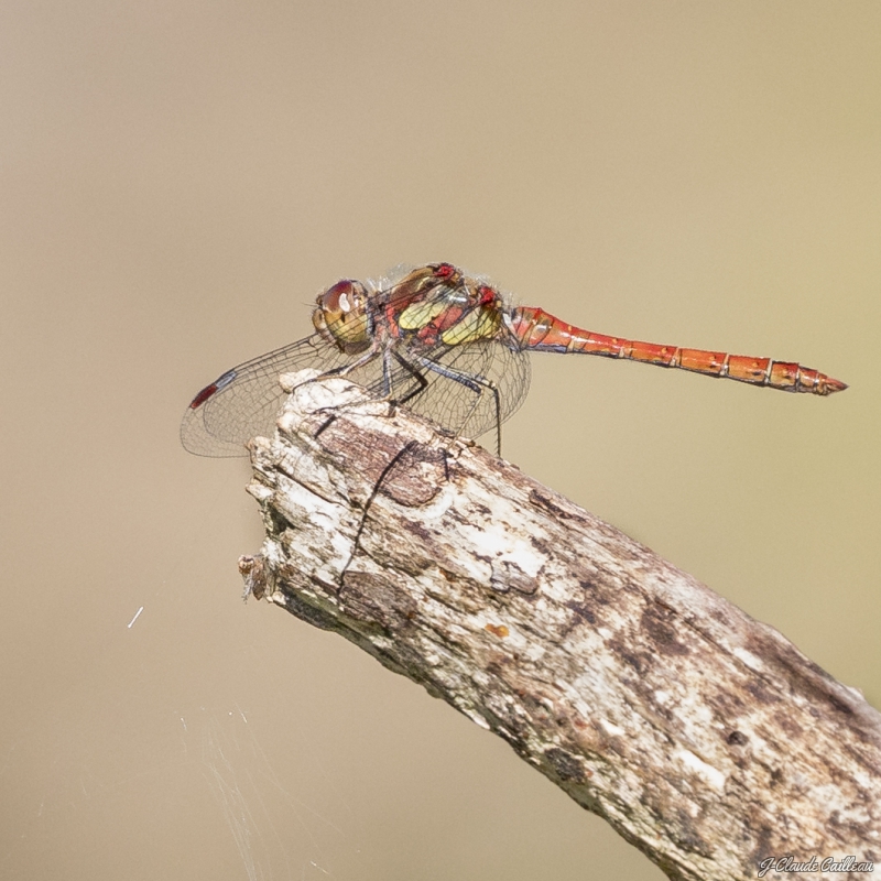 Photo Insectes libéllule