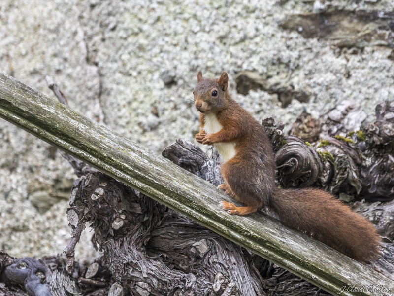 Photo Mammifères écureuil roux