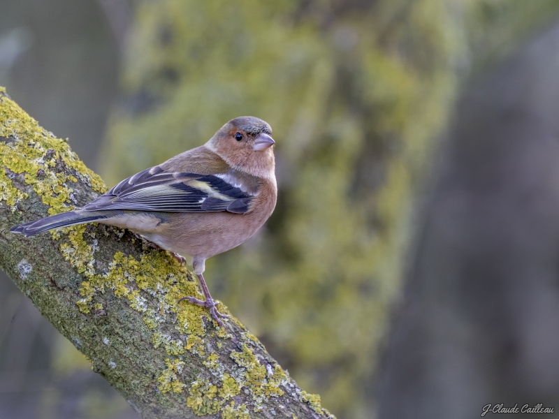 Photo Oiseaux Pinson des arbres (Fringilla coelebs)