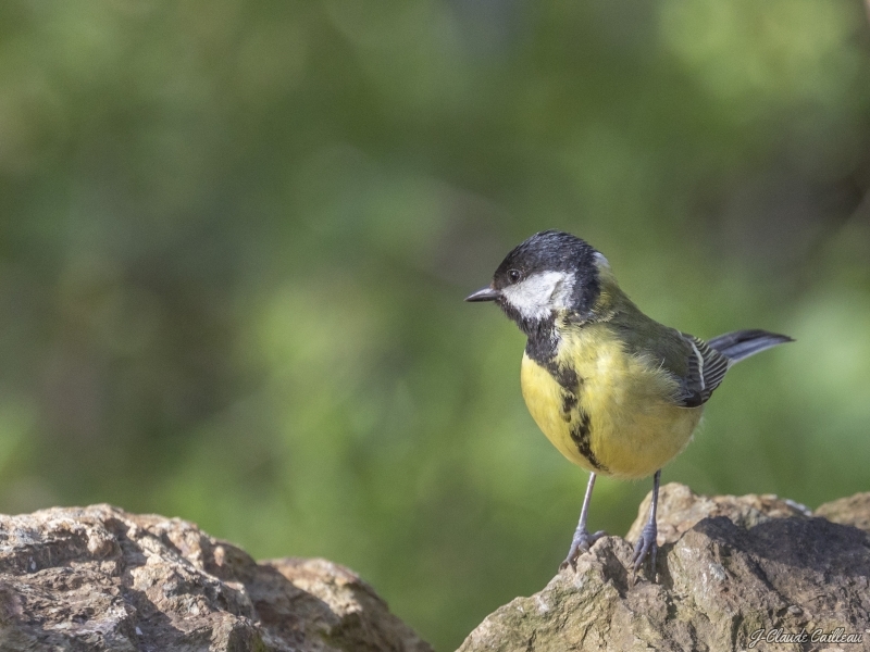 Photo Oiseaux Mésange charbonnière (Parus major)