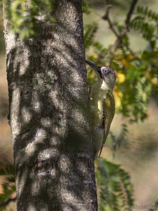 Photo Oiseaux Pic vert (Picus viridis)