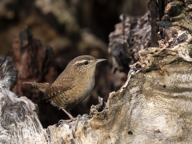 Photo Oiseaux Troglodyte mignon (Troglodytes troglodytes)