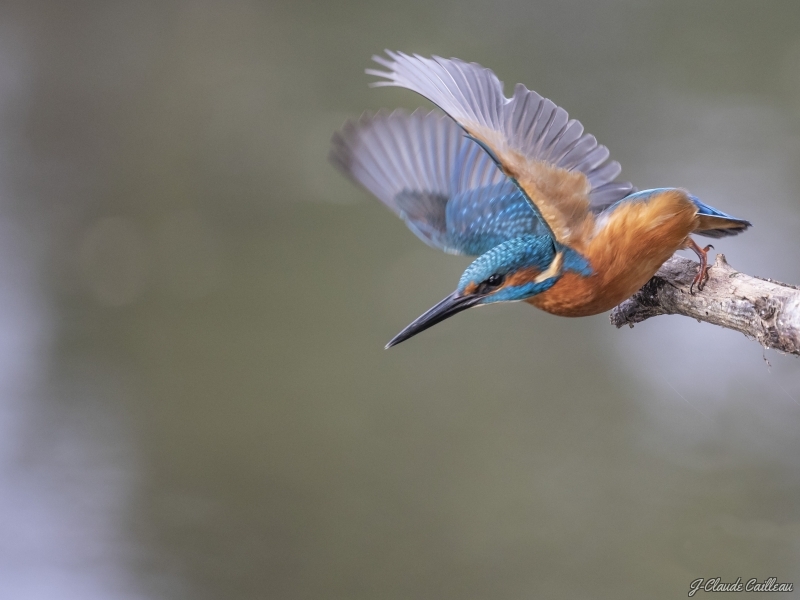 Photo Oiseaux Martin pêcheur d'Europe (Alcedo atthis)