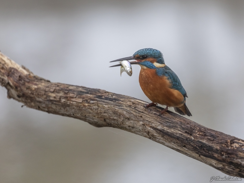 Photo Oiseaux Martin pêcheur d'Europe (Alcedo atthis)