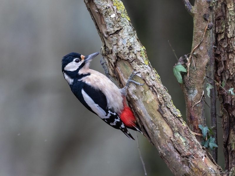 Photo Oiseaux Pic épeiche (Dendrocopos major)