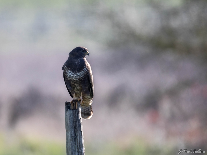 Photo Oiseaux Buse variable (Buteo Buteo)