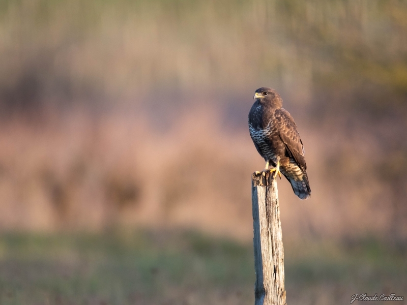 Photo Oiseaux Buse variable (Buteo Buteo)