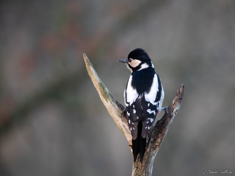 Photo Oiseaux Pic épeiche (Dendrocopos major)